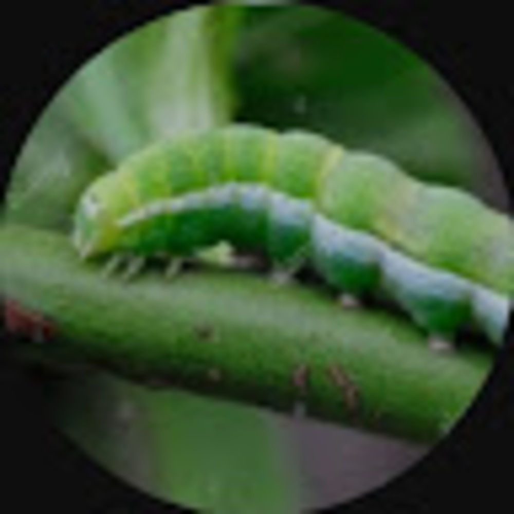 Meet your Posher, Green